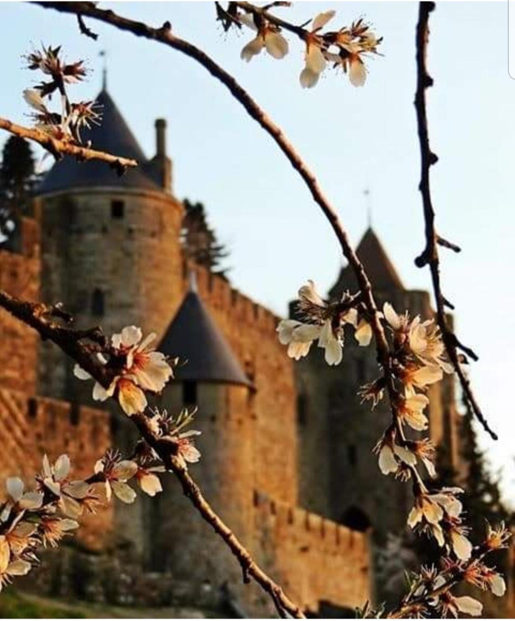 Villa Elegante A Carcassonne Avec Jardin Et Jacuzzi Buitenkant foto